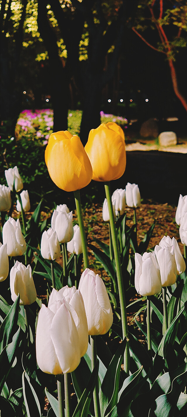 밤에 찍은 꽃 사진.jpg