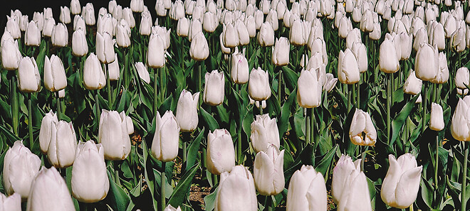 밤에 찍은 꽃 사진.jpg