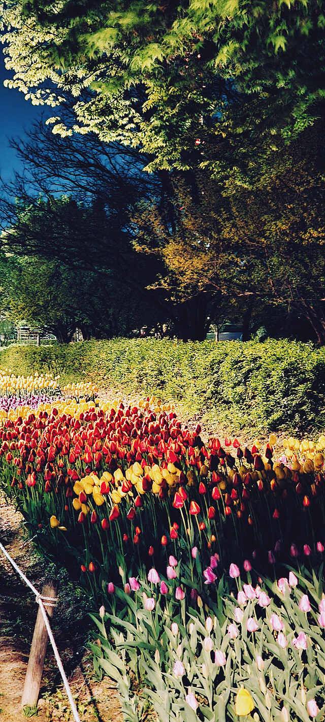 밤에 찍은 꽃 사진.jpg