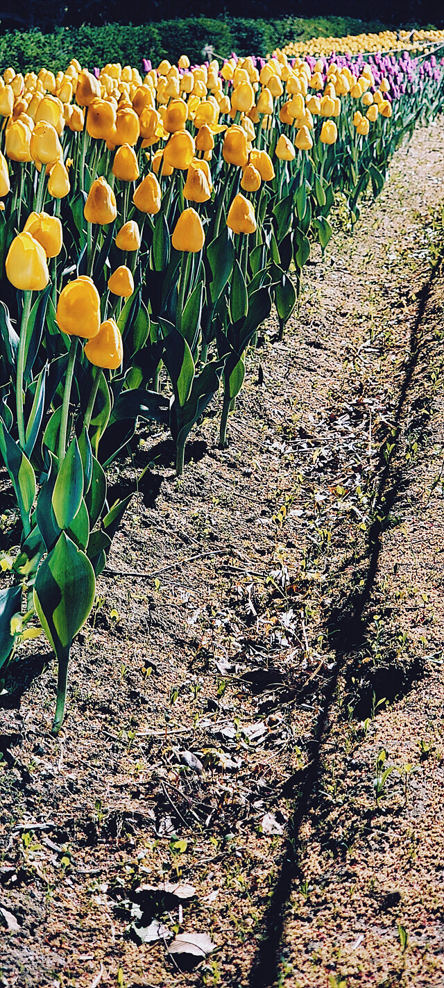 밤에 찍은 꽃 사진.jpg