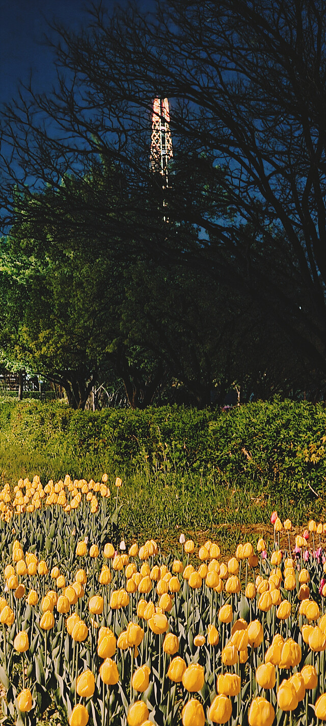 밤에 찍은 꽃 사진.jpg