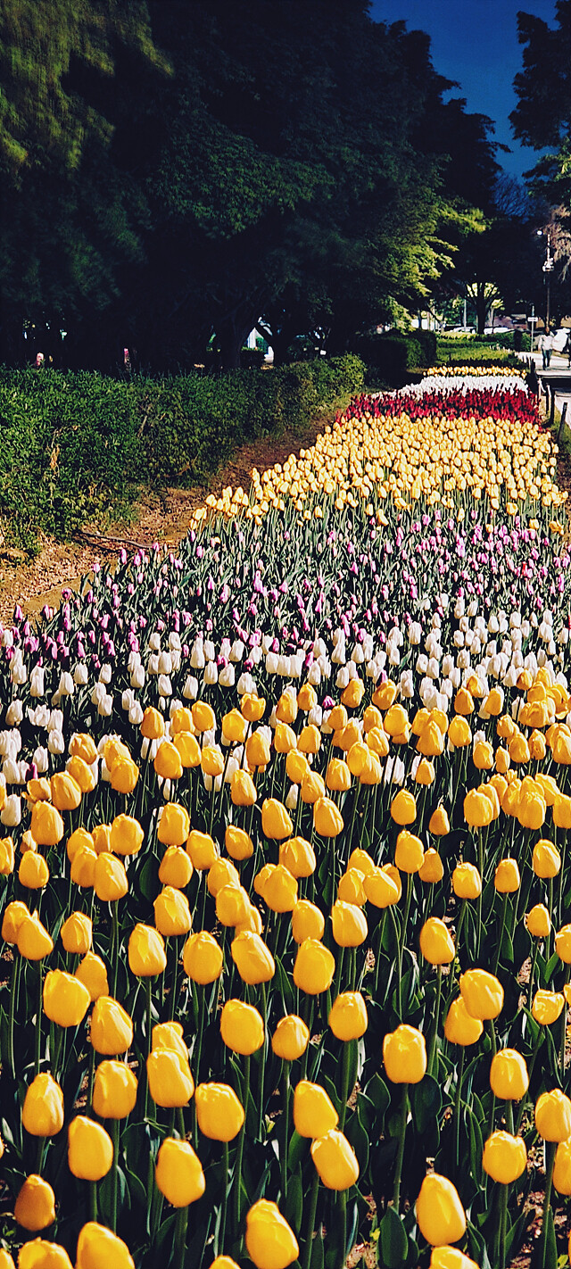 밤에 찍은 꽃 사진.jpg