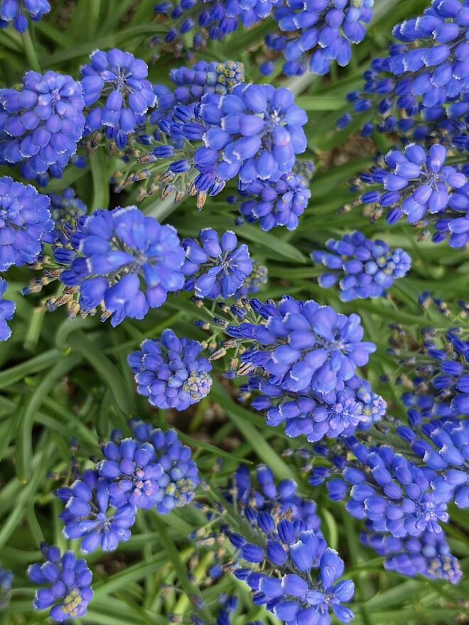 폰으로 찍은 꽃 사진