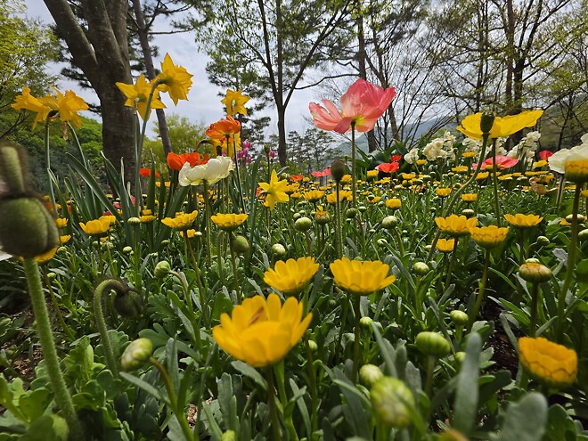 폰으로 찍은 꽃 사진