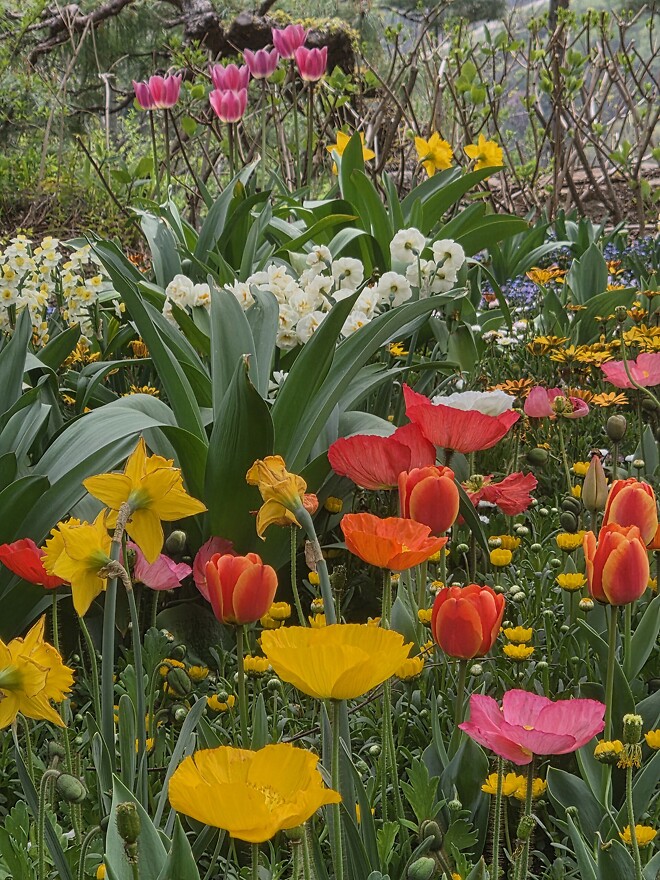 폰으로 찍은 꽃 사진