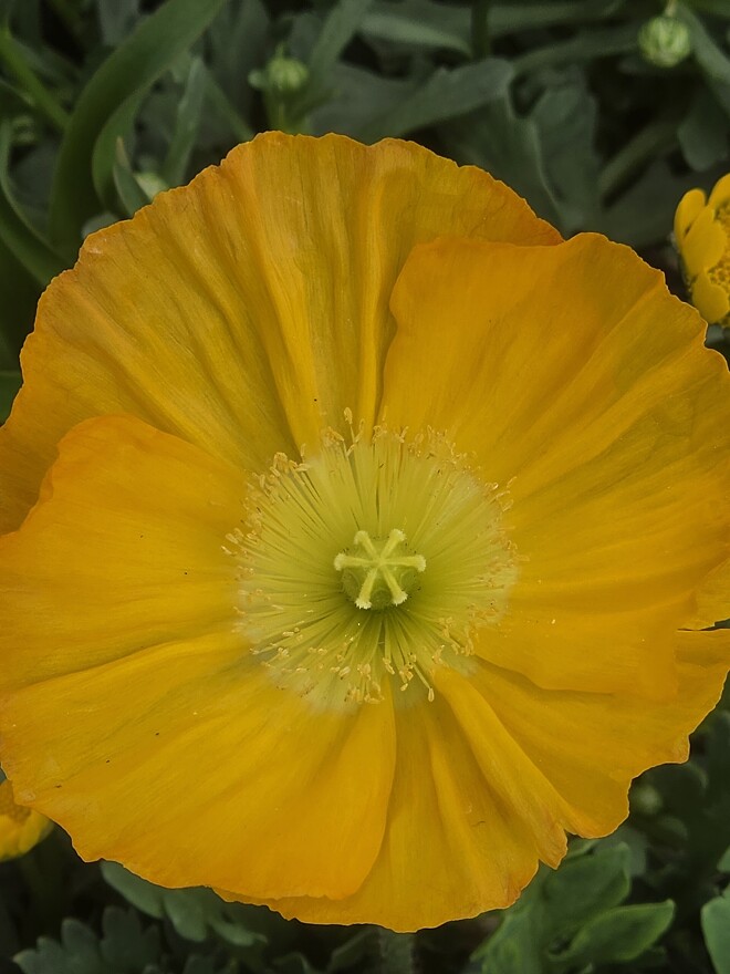 폰으로 찍은 꽃 사진