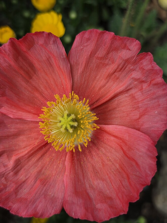 폰으로 찍은 꽃 사진