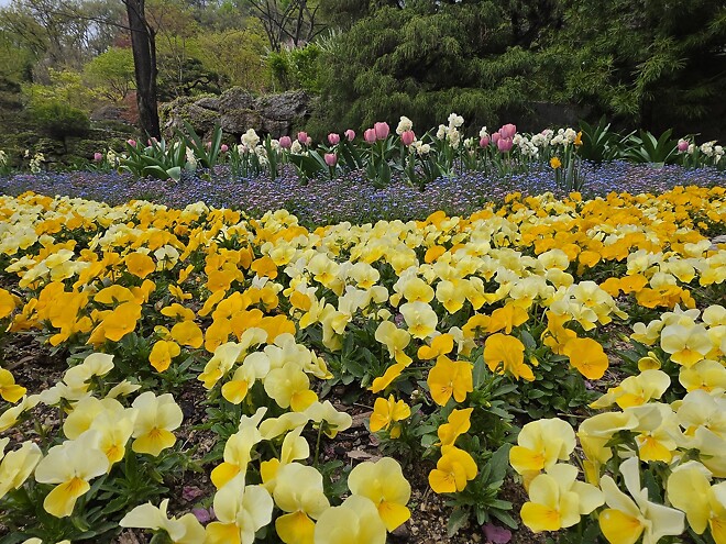 폰으로 찍은 꽃 사진
