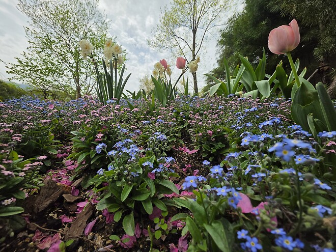 폰으로 찍은 꽃 사진