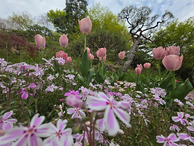 폰으로 찍은 꽃 사진