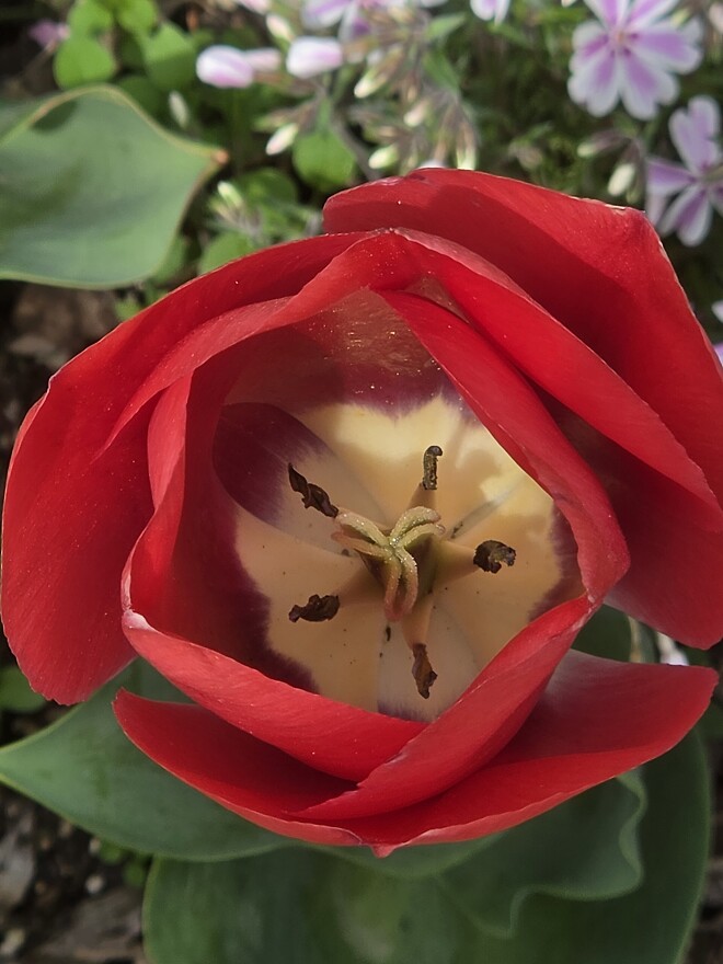 폰으로 찍은 꽃 사진