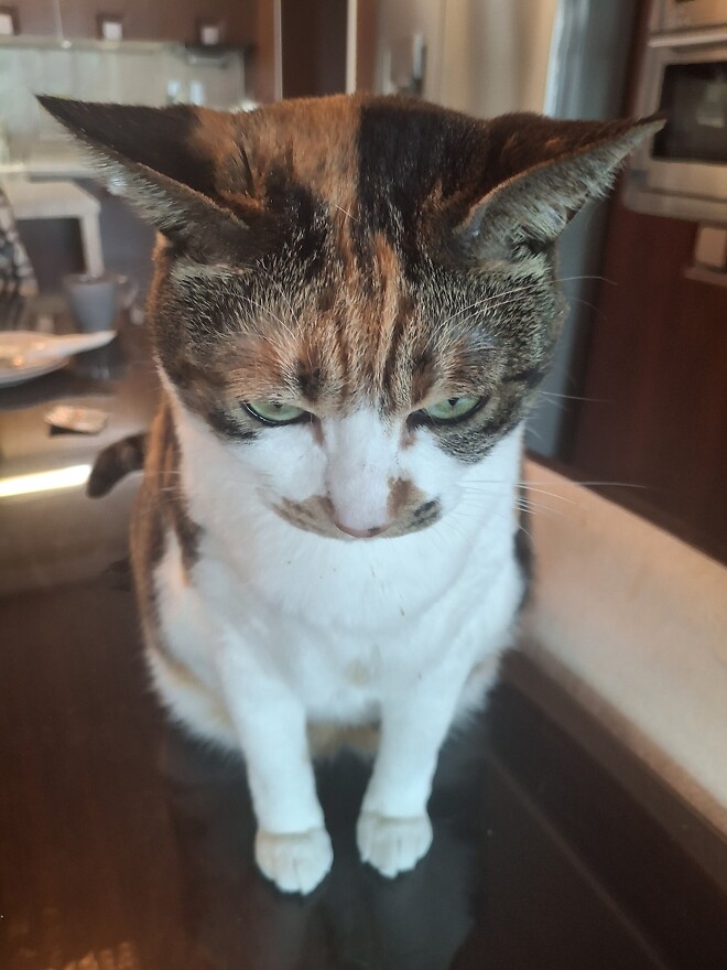 뚱냥이와 날씬냥이의 차이