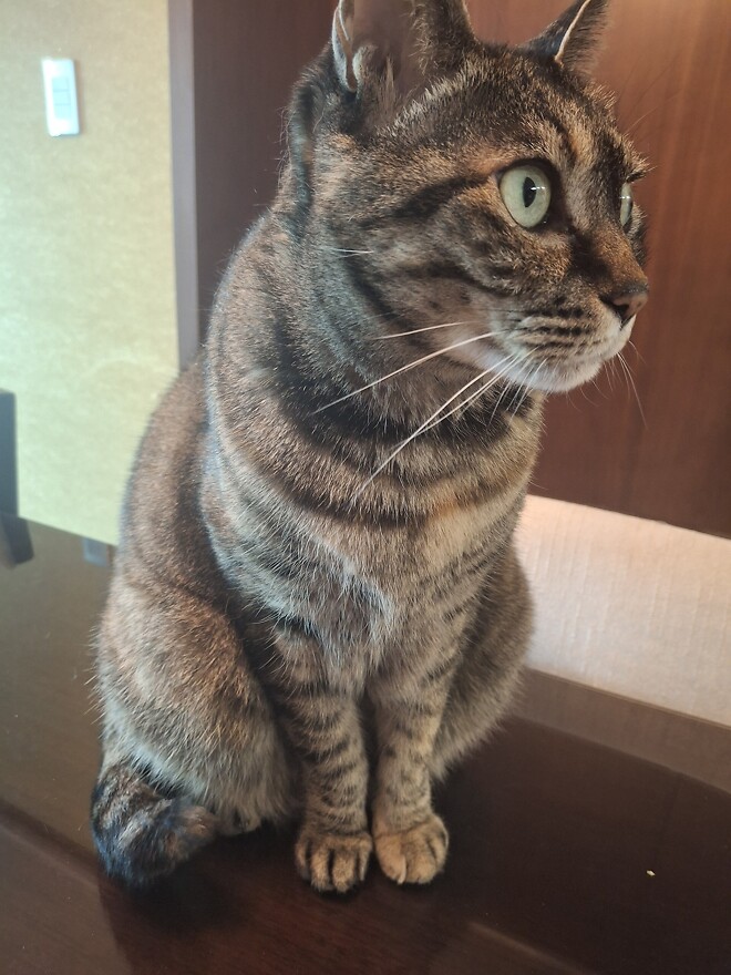 뚱냥이와 날씬냥이의 차이