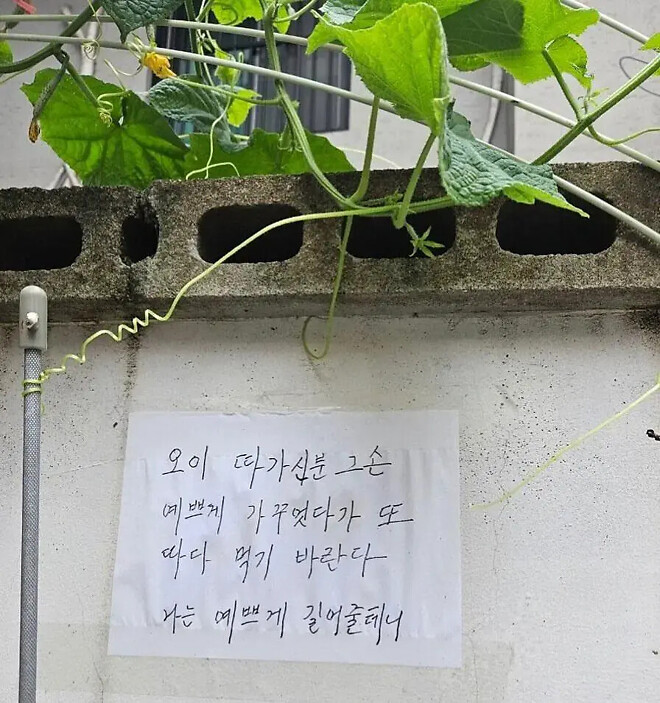 오이 도둑에게 할머니가 남긴 편지