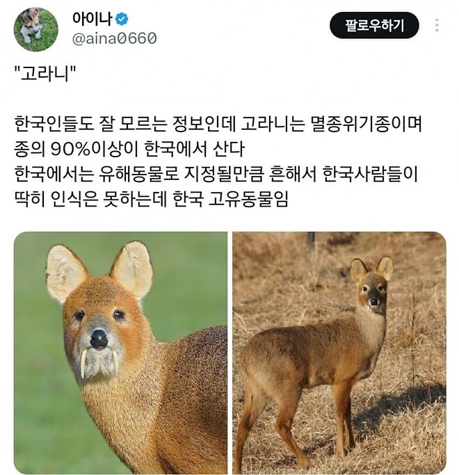 고라니를 처음 본 일본인들 반응