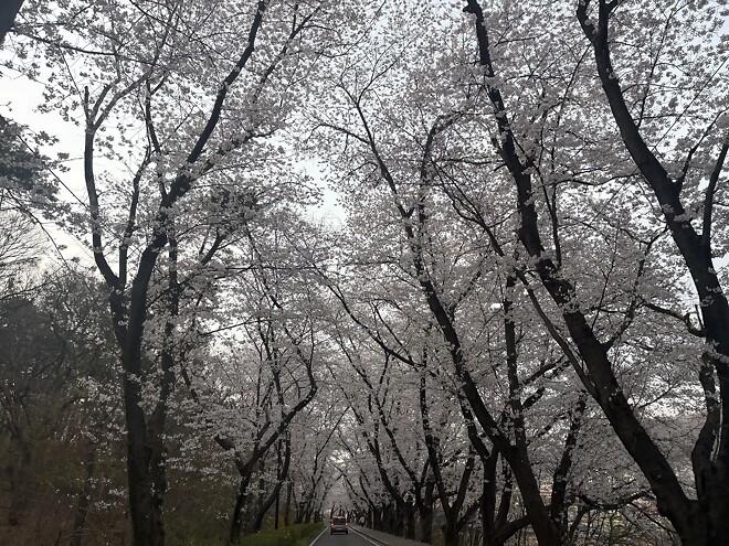 한국의 봄을 제대로 느끼고 돌아갑니다.