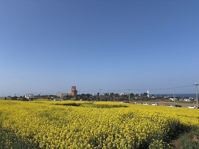 한국의 봄을 제대로 느끼고 돌아갑니다.