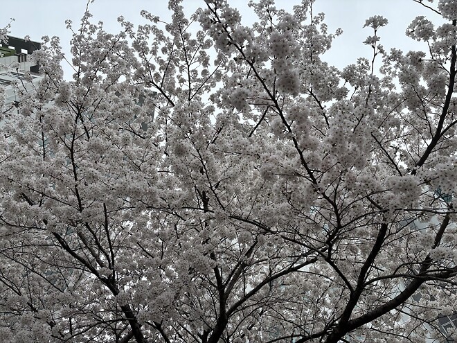 한국의 봄을 제대로 느끼고 돌아갑니다.