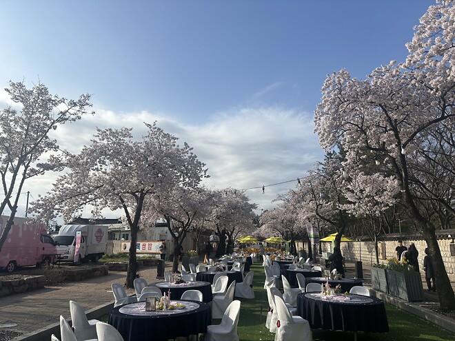 한국의 봄을 제대로 느끼고 돌아갑니다.