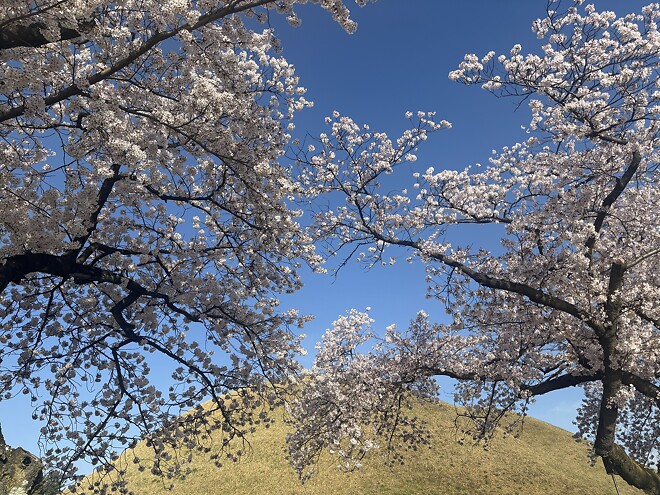 한국의 봄을 제대로 느끼고 돌아갑니다.