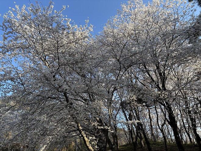 한국의 봄을 제대로 느끼고 돌아갑니다.