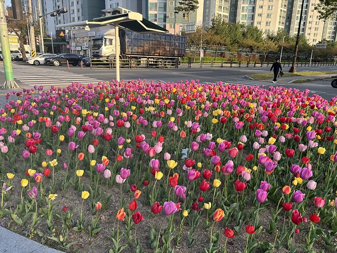 한국의 봄을 제대로 느끼고 돌아갑니다.