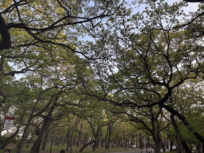 한국의 봄을 제대로 느끼고 돌아갑니다.