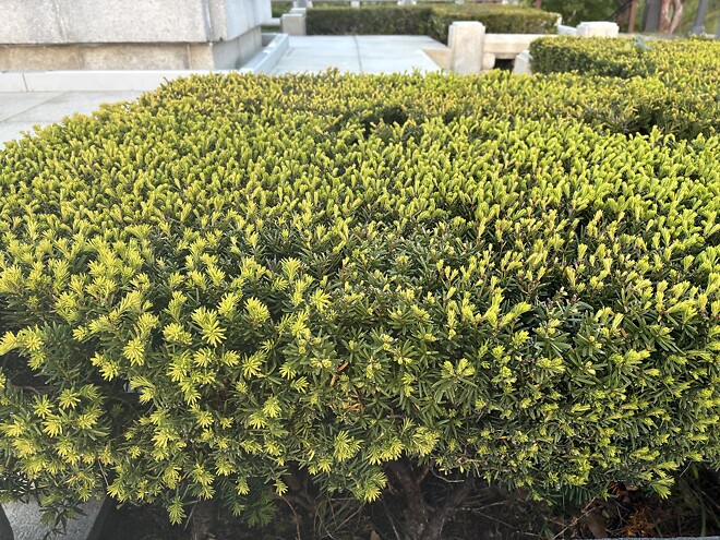 한국의 봄을 제대로 느끼고 돌아갑니다.