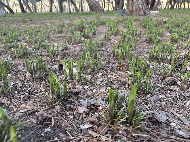 한국의 봄을 제대로 느끼고 돌아갑니다.