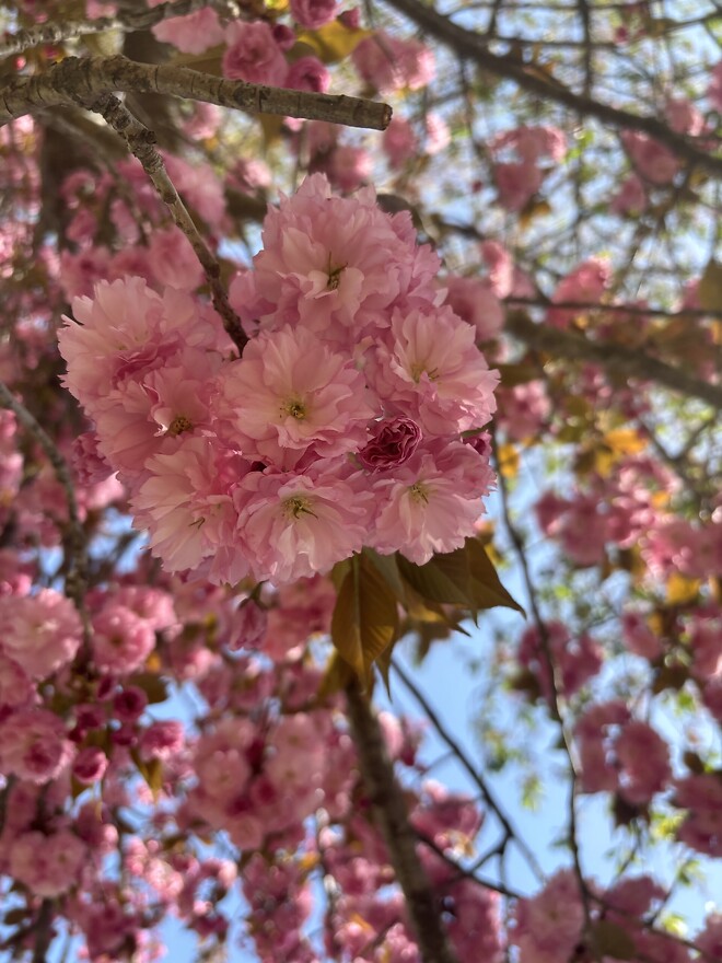 한국의 봄을 제대로 느끼고 돌아갑니다.