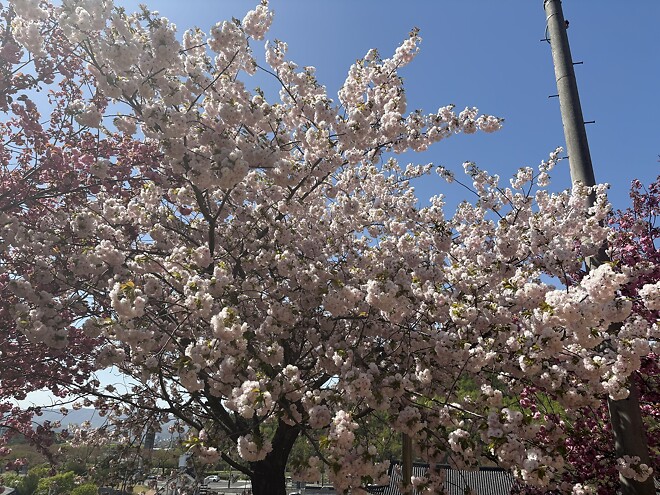 한국의 봄을 제대로 느끼고 돌아갑니다.