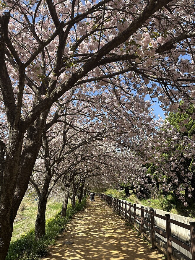 한국의 봄을 제대로 느끼고 돌아갑니다.