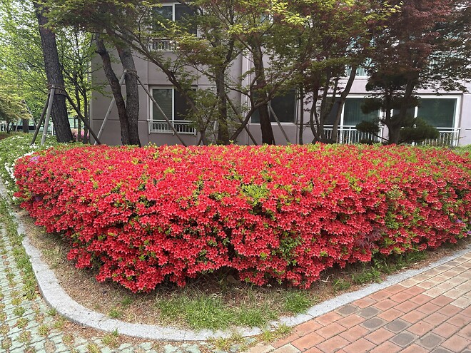 한국의 봄을 제대로 느끼고 돌아갑니다.
