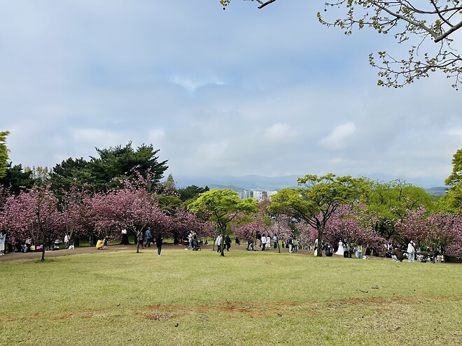 불국사 겹벚꽃이 만개하였네요~