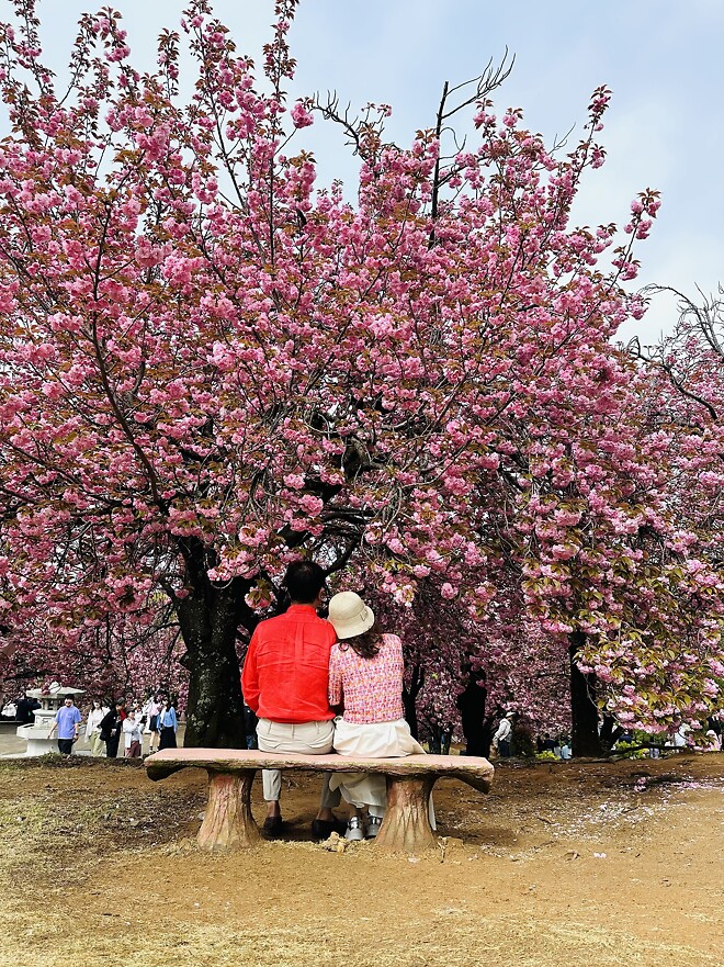 불국사 겹벚꽃이 만개하였네요~