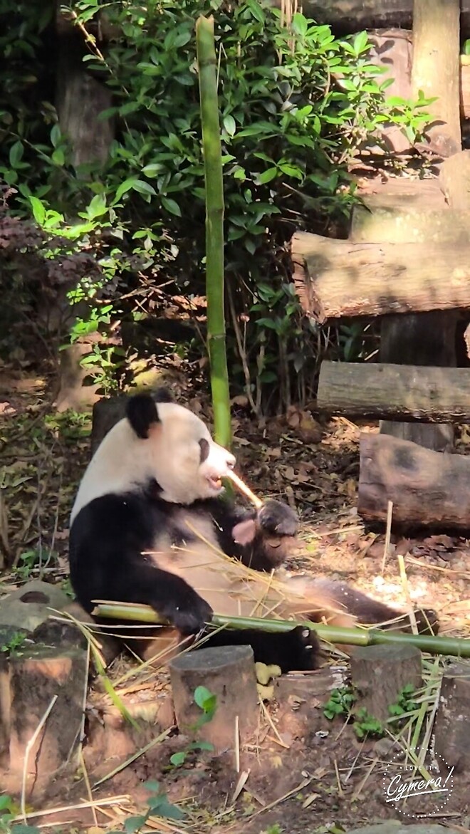 마파두부 원조집에서 점심했습니다.