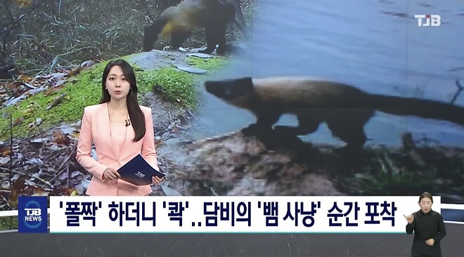 &amp;#039;폴짝&amp;#039; 하더니 &amp;#039;콱&amp;#039;..담비의 &amp;#039;뱀 사냥&amp;#039; 순간 포착