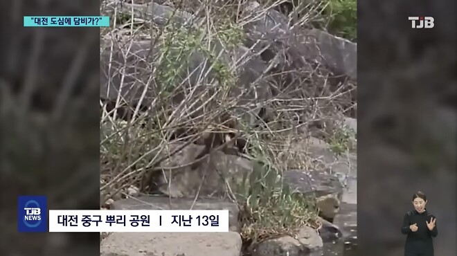 &amp;#039;폴짝&amp;#039; 하더니 &amp;#039;콱&amp;#039;..담비의 &amp;#039;뱀 사냥&amp;#039; 순간 포착