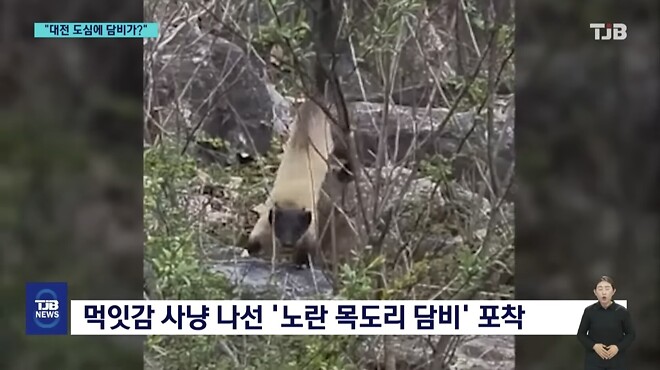 &amp;#039;폴짝&amp;#039; 하더니 &amp;#039;콱&amp;#039;..담비의 &amp;#039;뱀 사냥&amp;#039; 순간 포착