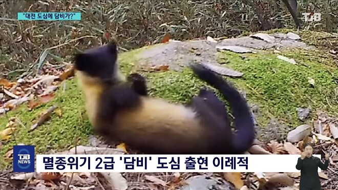&amp;#039;폴짝&amp;#039; 하더니 &amp;#039;콱&amp;#039;..담비의 &amp;#039;뱀 사냥&amp;#039; 순간 포착