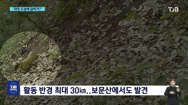 &amp;#039;폴짝&amp;#039; 하더니 &amp;#039;콱&amp;#039;..담비의 &amp;#039;뱀 사냥&amp;#039; 순간 포착