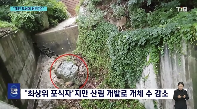 &amp;#039;폴짝&amp;#039; 하더니 &amp;#039;콱&amp;#039;..담비의 &amp;#039;뱀 사냥&amp;#039; 순간 포착