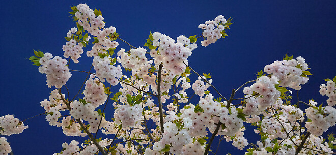 겹벚꽃은 늦게피나봐요