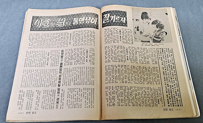 잡화 - 선데이 서울 (82년 11월 14일)