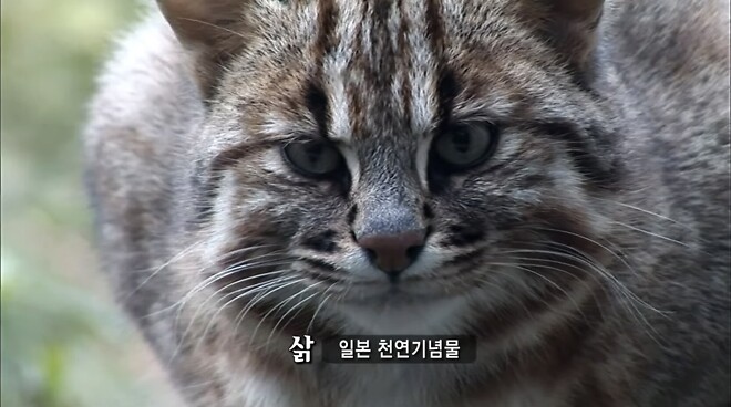 대마도는 어떻게 길고양이 개체수를 줄였나?