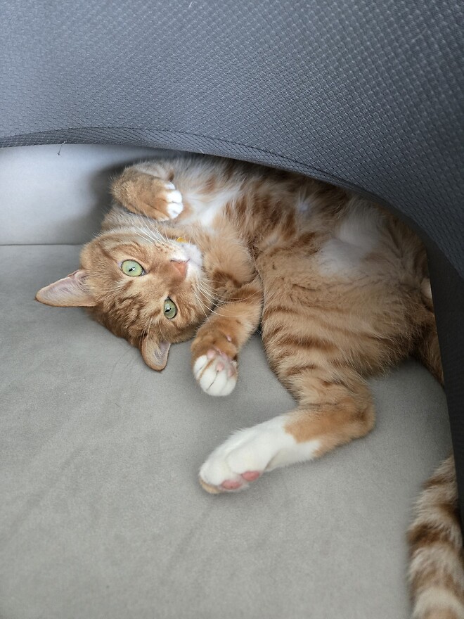 고양이 트릭아트 반응.