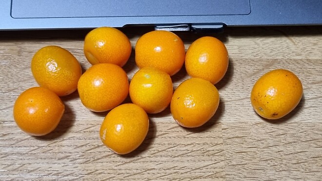 금귤(낑깡) 부자.....