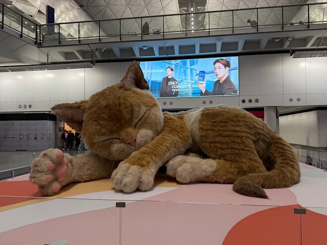 홍콩공항에 나타난 거대 고양이.jpg