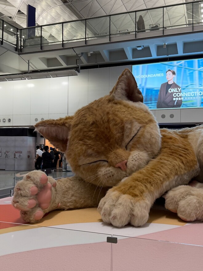 홍콩공항에 나타난 거대 고양이.jpg