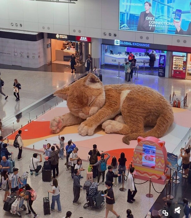 홍콩공항에 나타난 거대 고양이.jpg